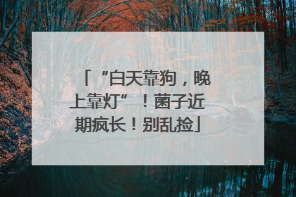 “白天靠狗，晚上靠灯”！菌子近期疯长！别乱捡