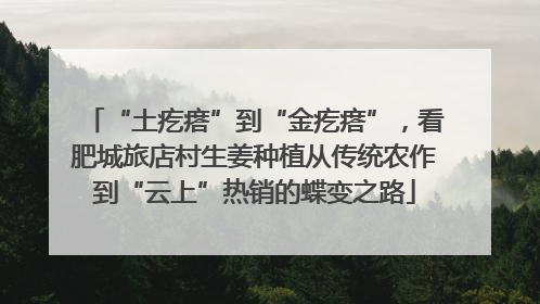 “土疙瘩”到“金疙瘩”，看肥城旅店村生姜种植从传统农作到“云上”热销的蝶变之路