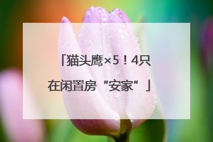 猫头鹰×5！4只在闲置房“安家”