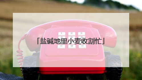 盐碱地里小麦收割忙