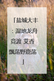 盐城大丰：湿地龙舟竞渡 艾香飘荡野鹿荡