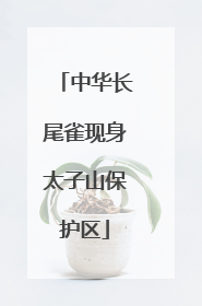 中华长尾雀现身太子山保护区