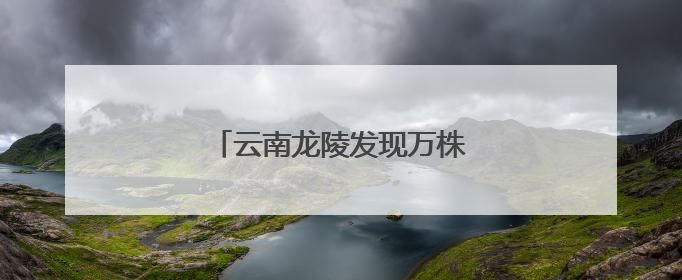 云南龙陵发现万株野生云南大百合