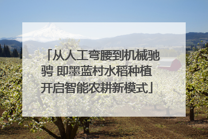 从人工弯腰到机械驰骋 即墨蓝村水稻种植开启智能农耕新模式