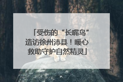 受伤的“长嘴鸟”造访徐州沛县！暖心救助守护自然精灵