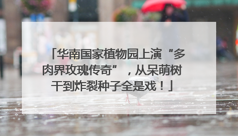 华南国家植物园上演“多肉界玫瑰传奇”，从呆萌树干到炸裂种子全是戏！
