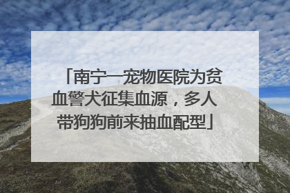 南宁一宠物医院为贫血警犬征集血源，多人带狗狗前来抽血配型