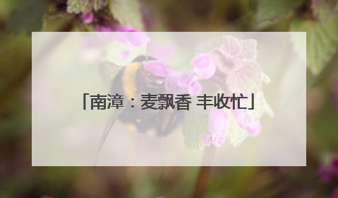 南漳：麦飘香 丰收忙
