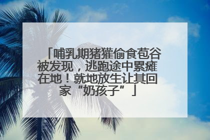 哺乳期猪獾偷食苞谷被发现，逃跑途中累瘫在地！就地放生让其回家“奶孩子”