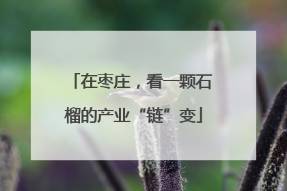 在枣庄，看一颗石榴的产业“链”变