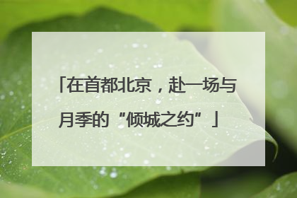 在首都北京，赴一场与月季的“倾城之约”