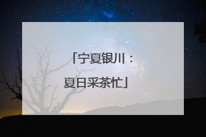 宁夏银川：夏日采茶忙