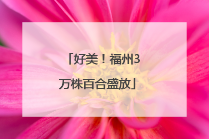 好美！福州3万株百合盛放