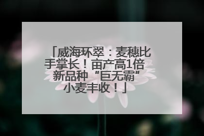 威海环翠：麦穗比手掌长！亩产高1倍 新品种“巨无霸”小麦丰收！