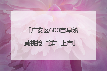 广安区600亩早熟黄桃抢“鲜”上市