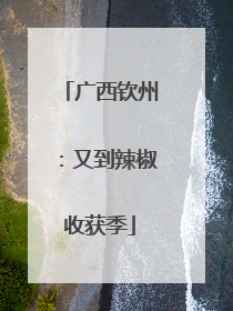 广西钦州：又到辣椒收获季