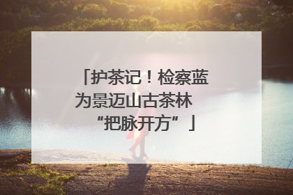 护茶记！检察蓝为景迈山古茶林 “把脉开方”