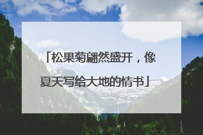 松果菊翩然盛开，像夏天写给大地的情书