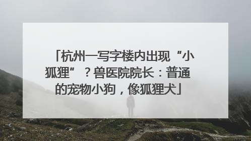 杭州一写字楼内出现“小狐狸”？兽医院院长：普通的宠物小狗，像狐狸犬