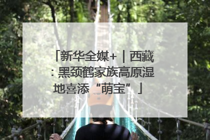 新华全媒+｜西藏：黑颈鹤家族高原湿地喜添“萌宝”