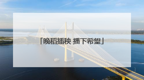 晚稻插秧 播下希望