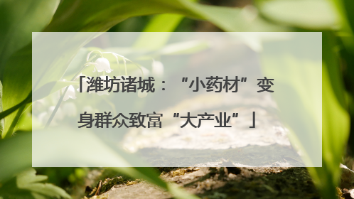 潍坊诸城：“小药材”变身群众致富“大产业”