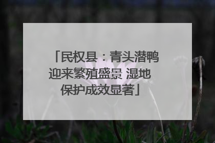 民权县：青头潜鸭迎来繁殖盛景 湿地保护成效显著