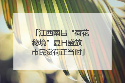 江西南昌“荷花秘境”夏日盛放 市民赏荷正当时