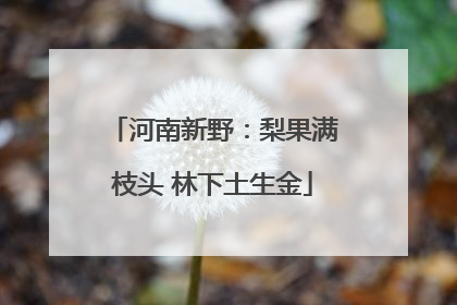 河南新野：梨果满枝头 林下土生金