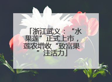 浙江武义：“水果莲”正式上市，莲农增收“致富果”注活力