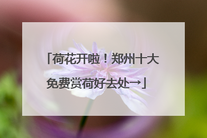 荷花开啦！郑州十大免费赏荷好去处→