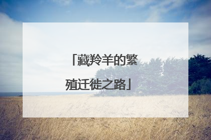 藏羚羊的繁殖迁徙之路