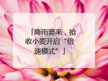降雨要来，抢收小麦开启“倍速模式”