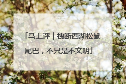 马上评｜拽断西湖松鼠尾巴，不只是不文明